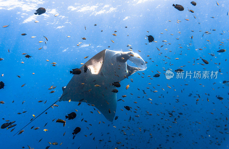 海洋蝠鲼(Manta birostris)游过清洁站。在世界自然保护联盟的红色名单中，这些优雅的动物正在成为野外罕见的景象。